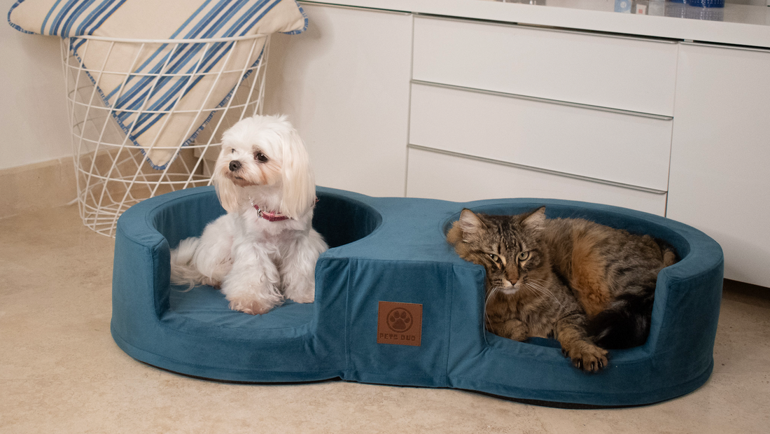 The Comforting Embrace: Circle-Shaped Pet Beds and Anxiety Relief