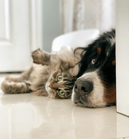 Pawsitively Perfect Pals: The Harmony Between Dogs and Cats